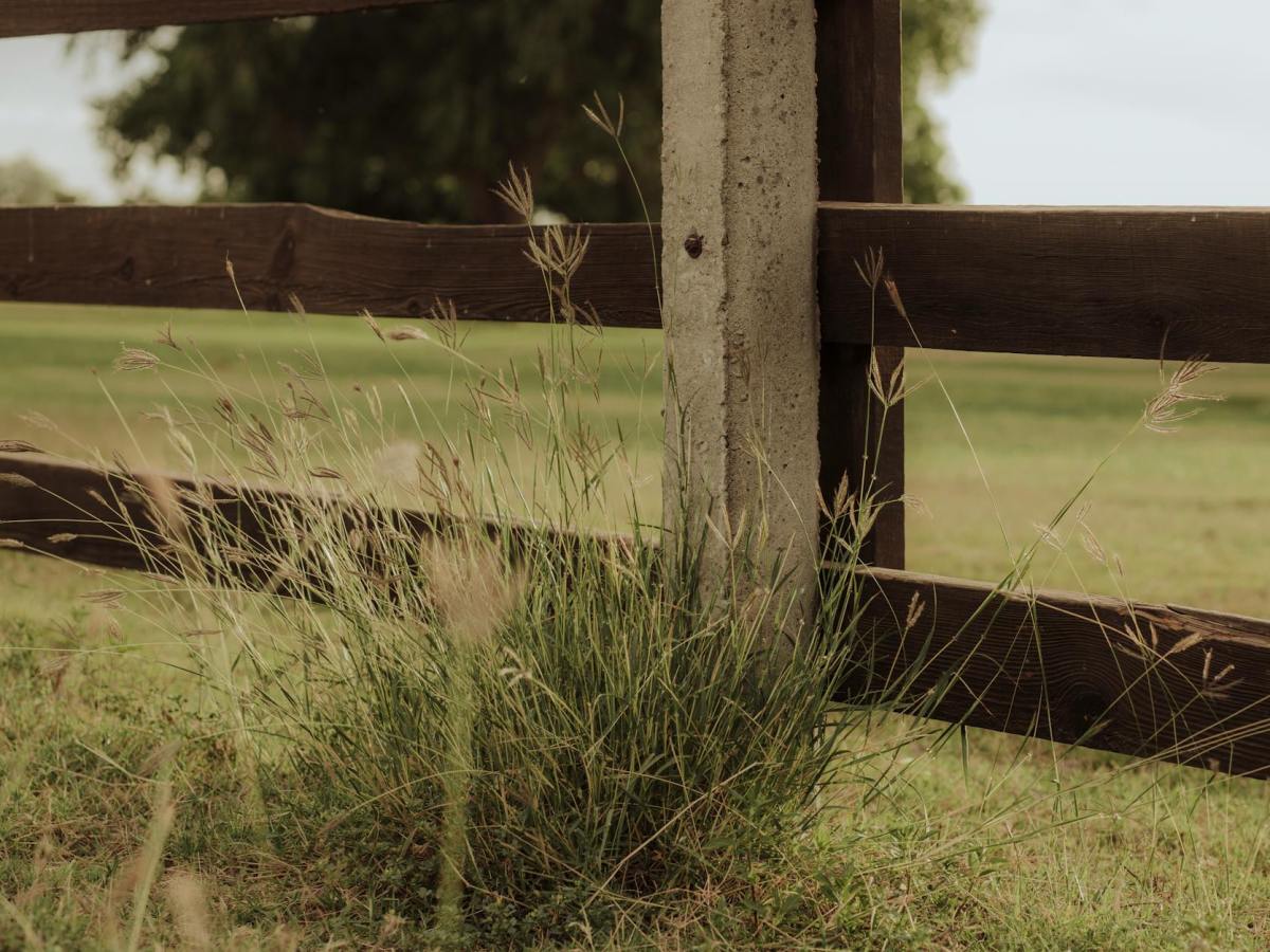 Lariat by Rohan Mahapatra | Honorable Mention 2025 Rural Teen Writing&nbsp;Contest