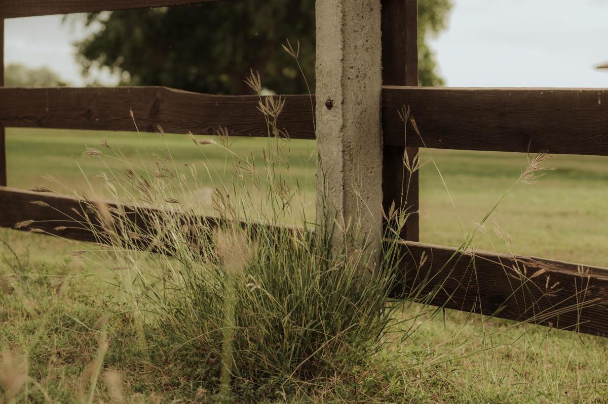 Lariat by Rohan Mahapatra | Honorable Mention 2025 Rural Teen Writing&nbsp;Contest